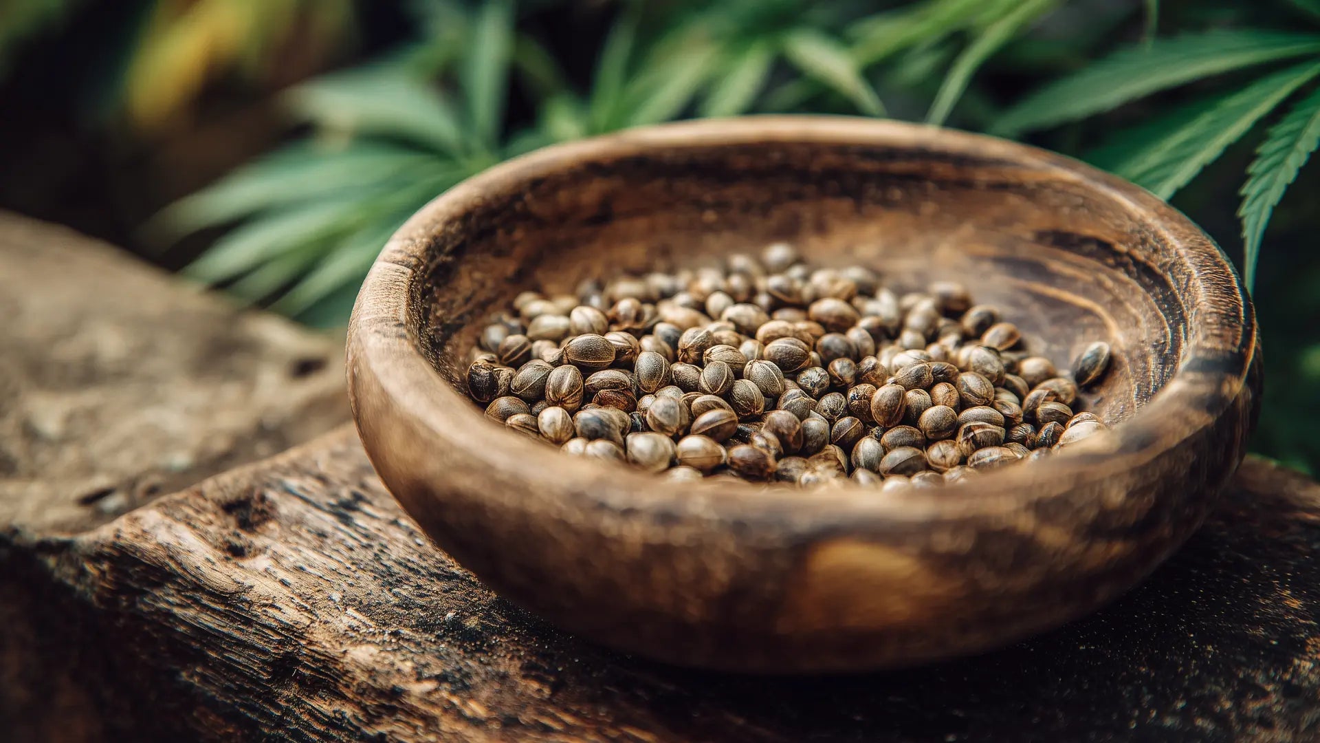 Cannabissamen zum Keimen bringen: Schritt für Schritt zur Keimpflanze - Hanfify