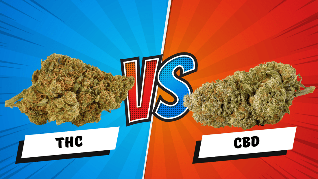 CBD oder THC: Unterschiede in der Wirkung einfach erklärt - Hanfify®