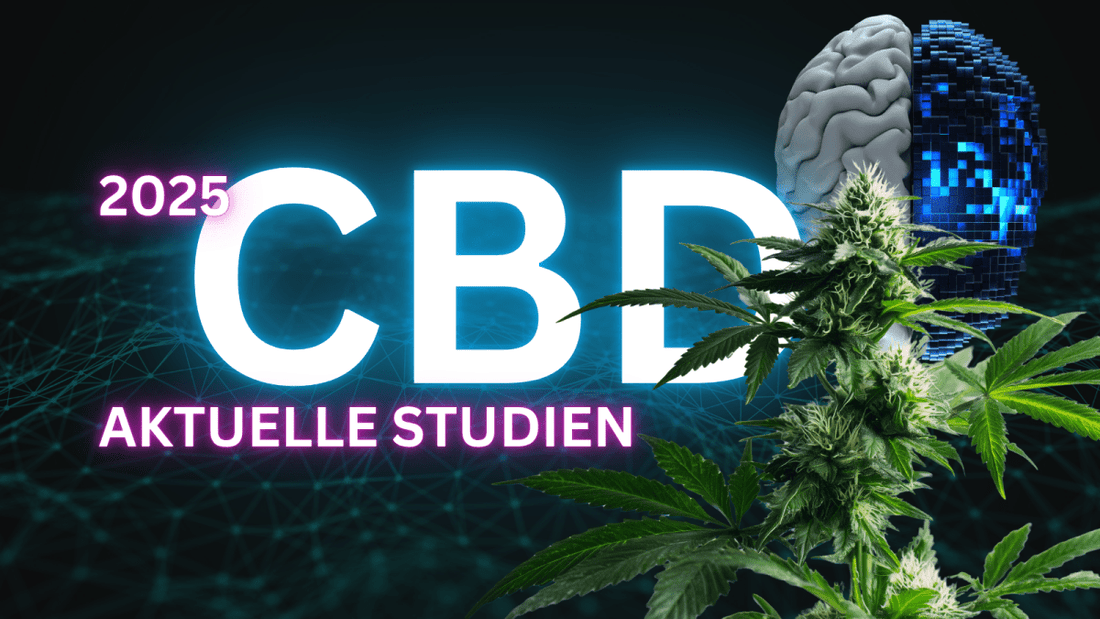 CBD Wirkung im Fokus: Was aktuelle Studien wirklich zeigen [2025] - Hanfify®