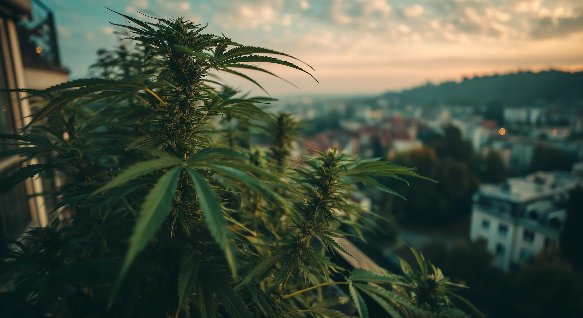 Hanfify Grow-Rechner: Berechne dein Cannabis-Erntedatum - Hanfify