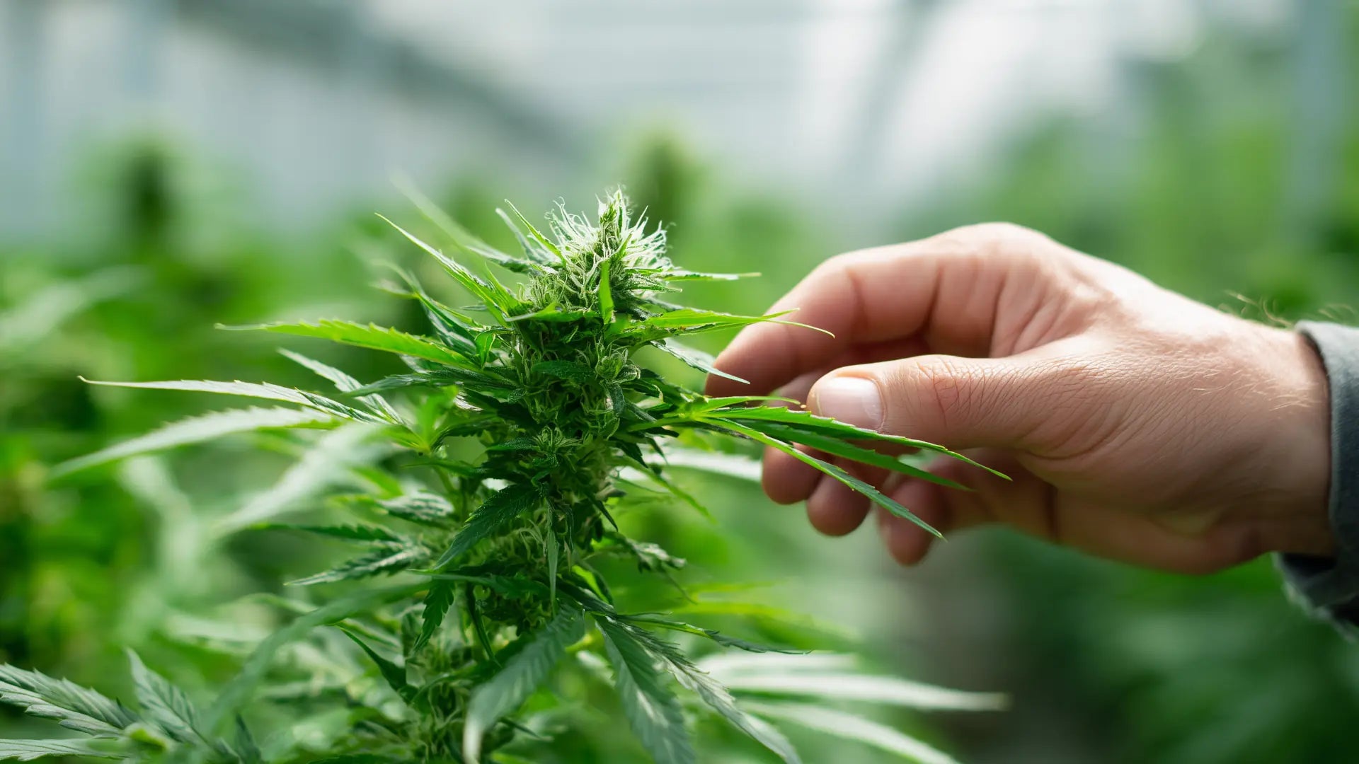 Cannabis ernten: Der richtige Zeitpunkt und worauf es ankommt