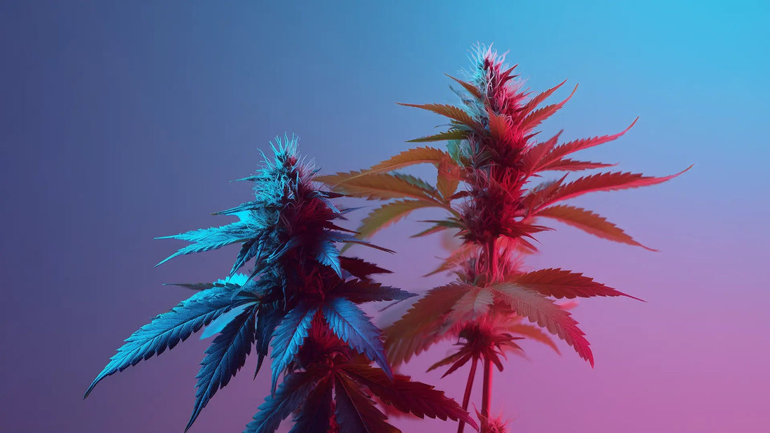 Männliche und weibliche Hanfpflanzen: Die wichtigsten Unterschiede - Hanfify