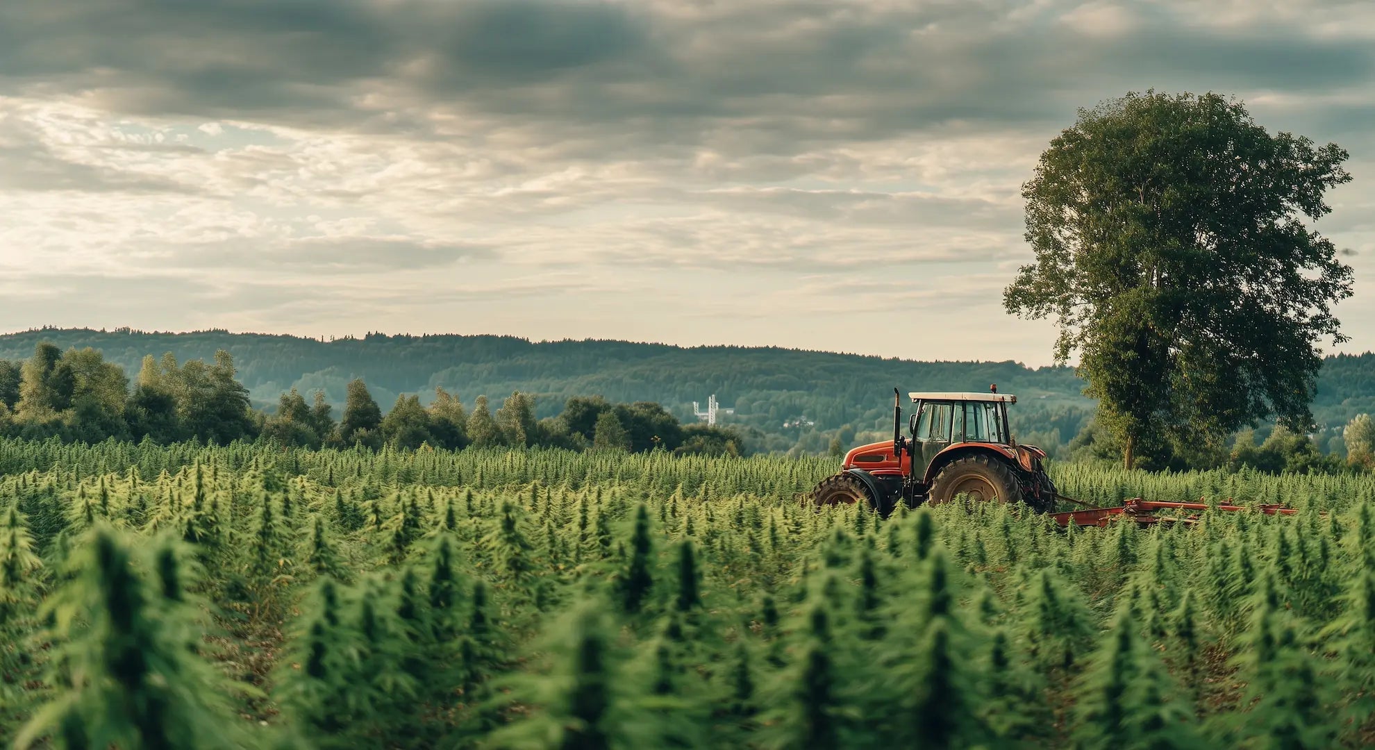 Nutzhanf anbauen in Deutschland: Der offizielle Sortenkatalog der EU - Hanfify