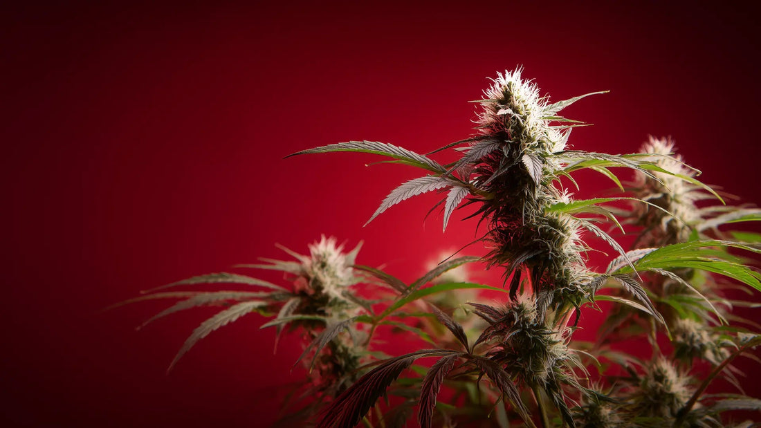 THCP stärker als THC: So wirkt das verbotene Cannabinoid - Hanfify