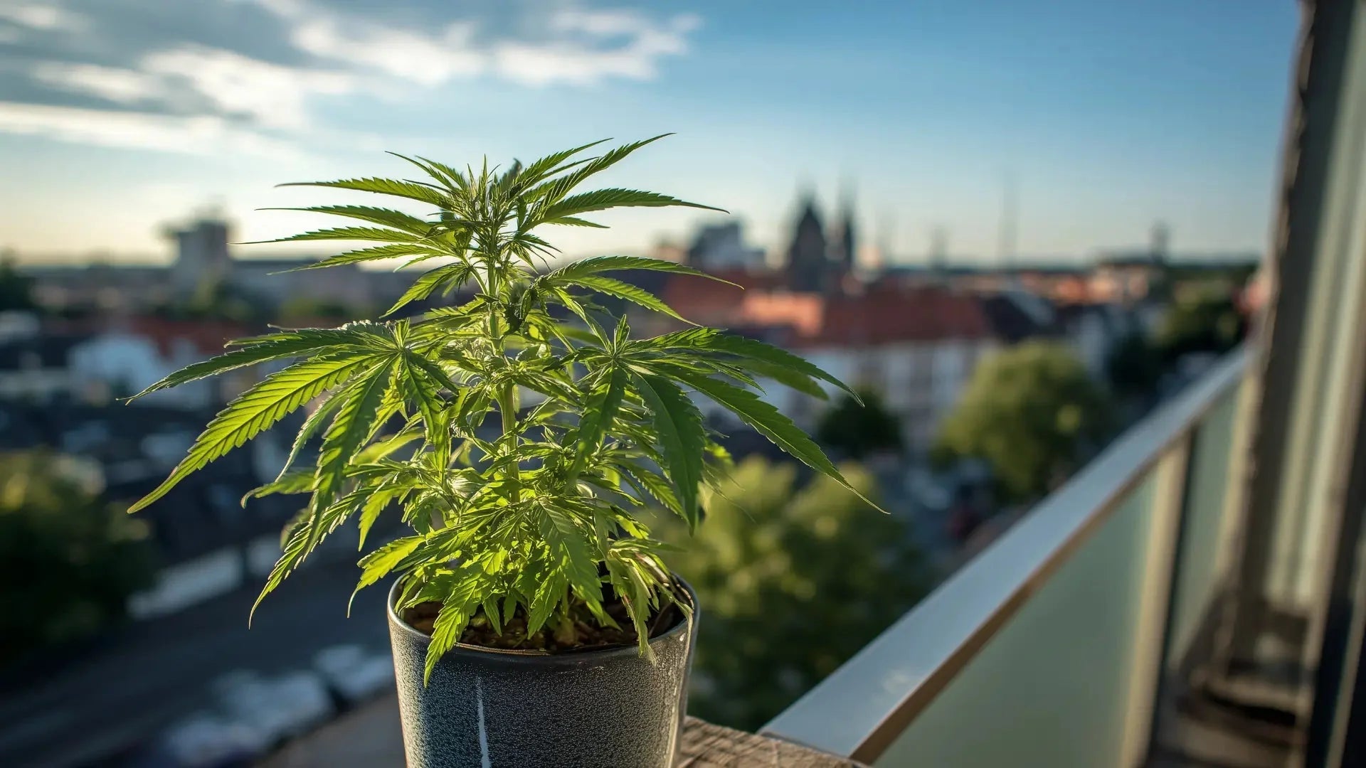 Was kostet ein legaler Homegrow 2026 wirklich? - Hanfify®
