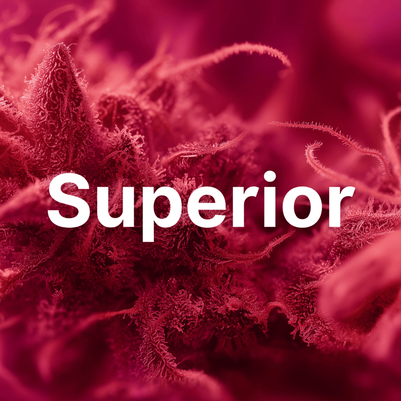Superior - Hanfify®