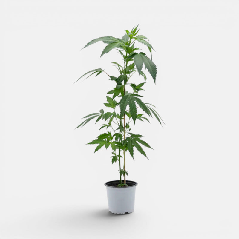 THC Hanfstecklinge - Hanfify®