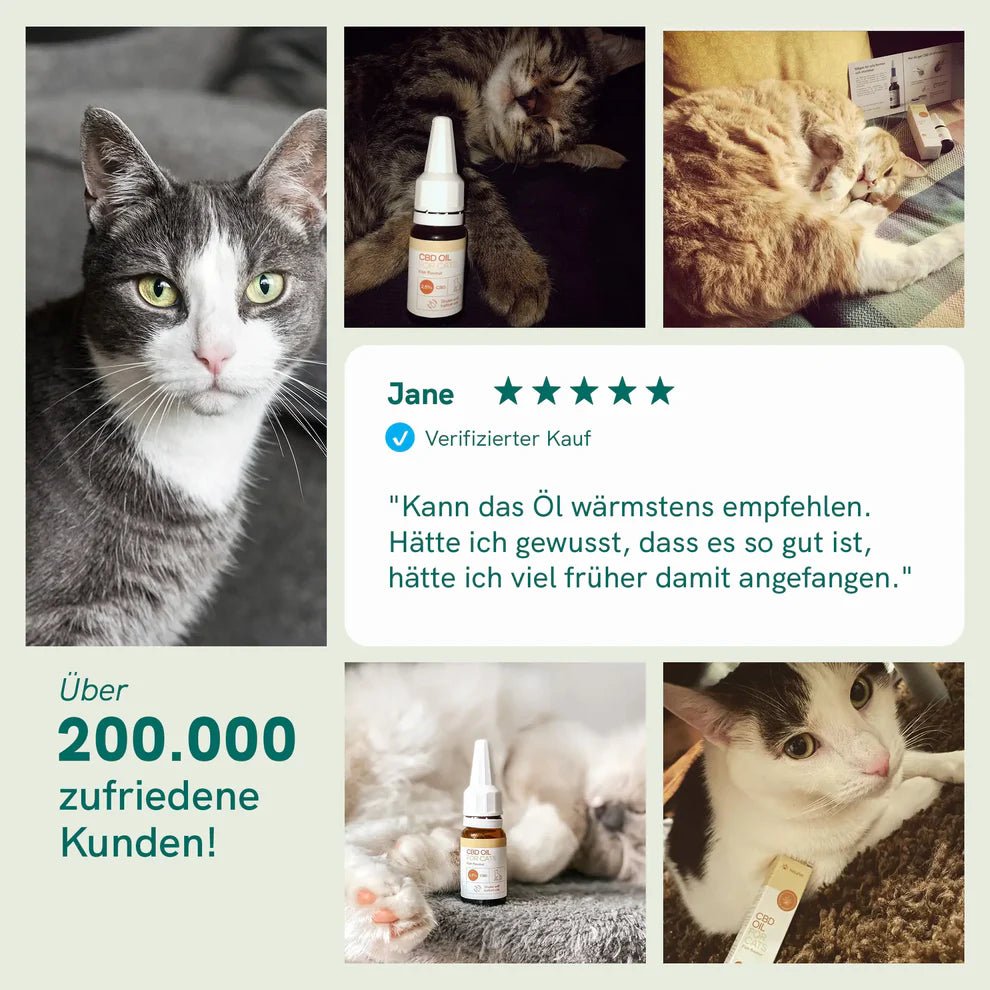 3FÜR2: CBD Öl für Katzen - Fisch (2,5%) CBD für Tiere - Hanfify