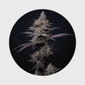 NEU!! Cali Genetics Blueberry Bubba 21% THC 🌱 fast flowering
