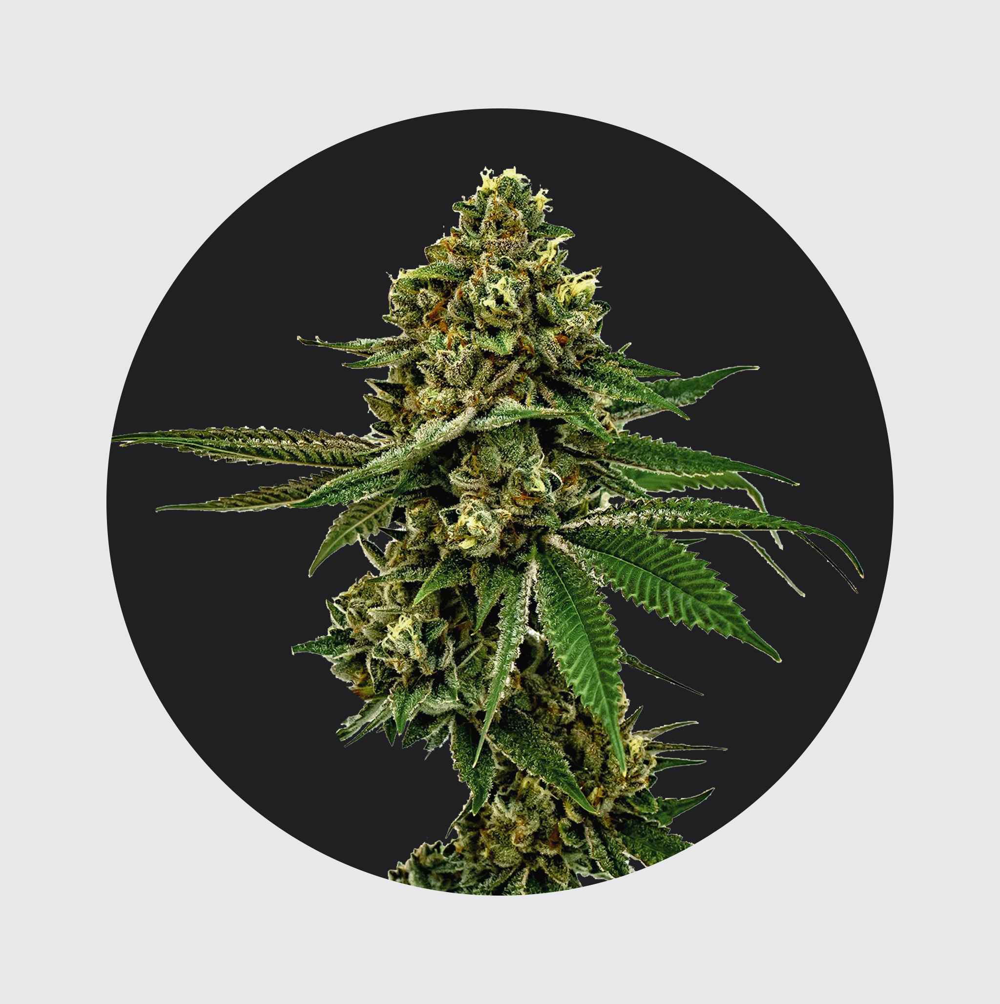 NEU!! Cali Genetics Forbidden Runtz 27,5% THC 🌱 fast flowering