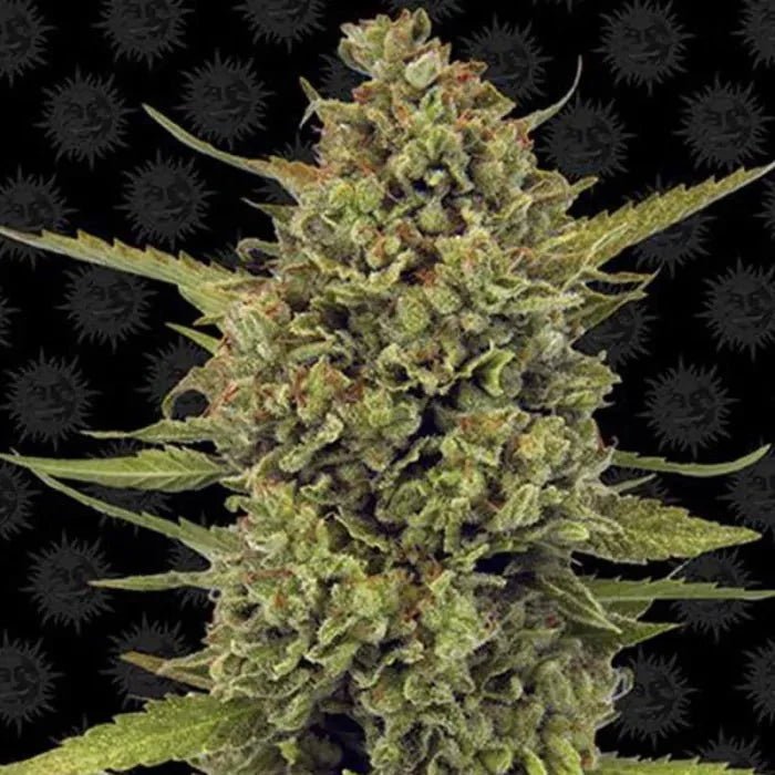Acapulco Gold | Feminisiert - Cannabissamen - Hanfify®