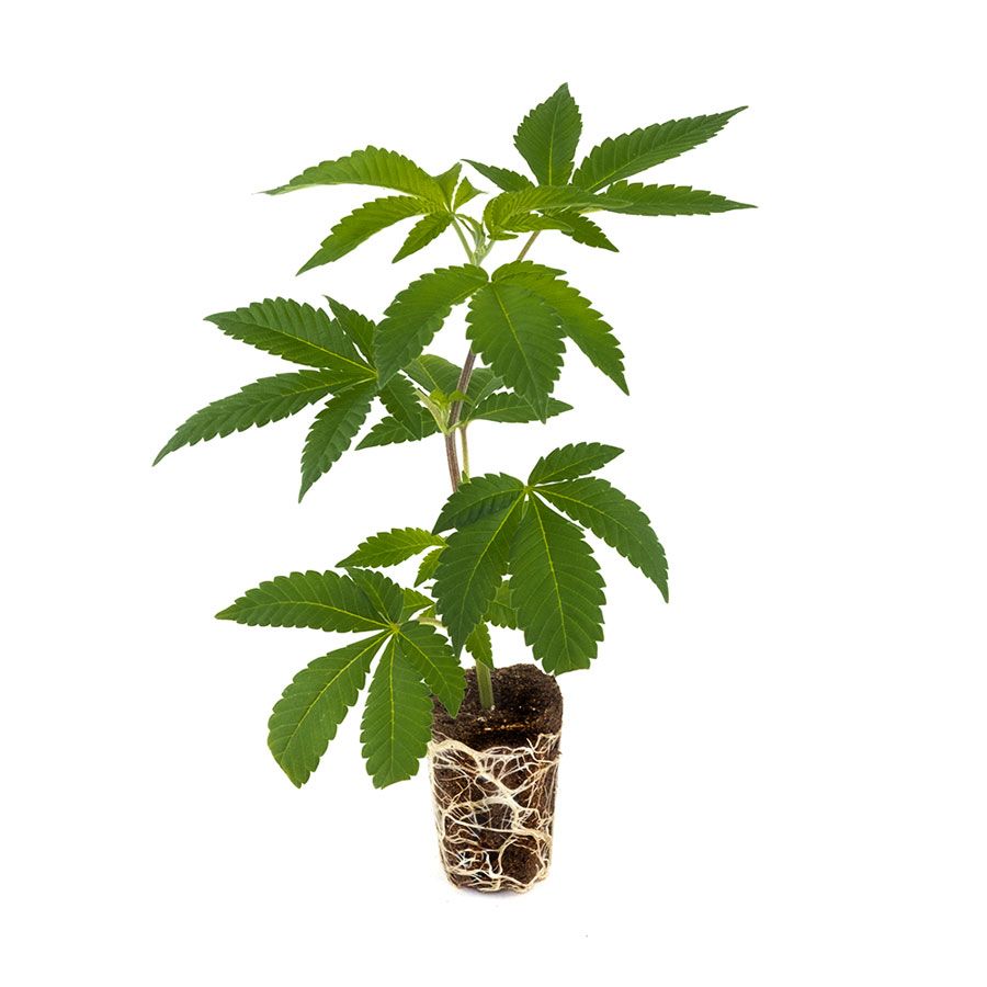 AK 47 Hanfpflanzen - Hanfify
