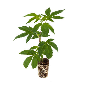 AK 47 Hanfpflanzen - Hanfify