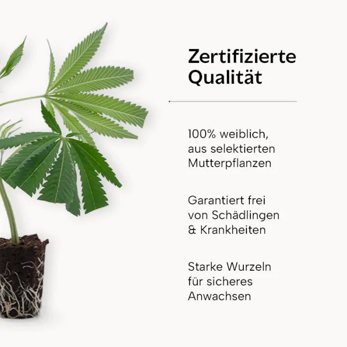 AK 47 Hanfpflanzen - Hanfify