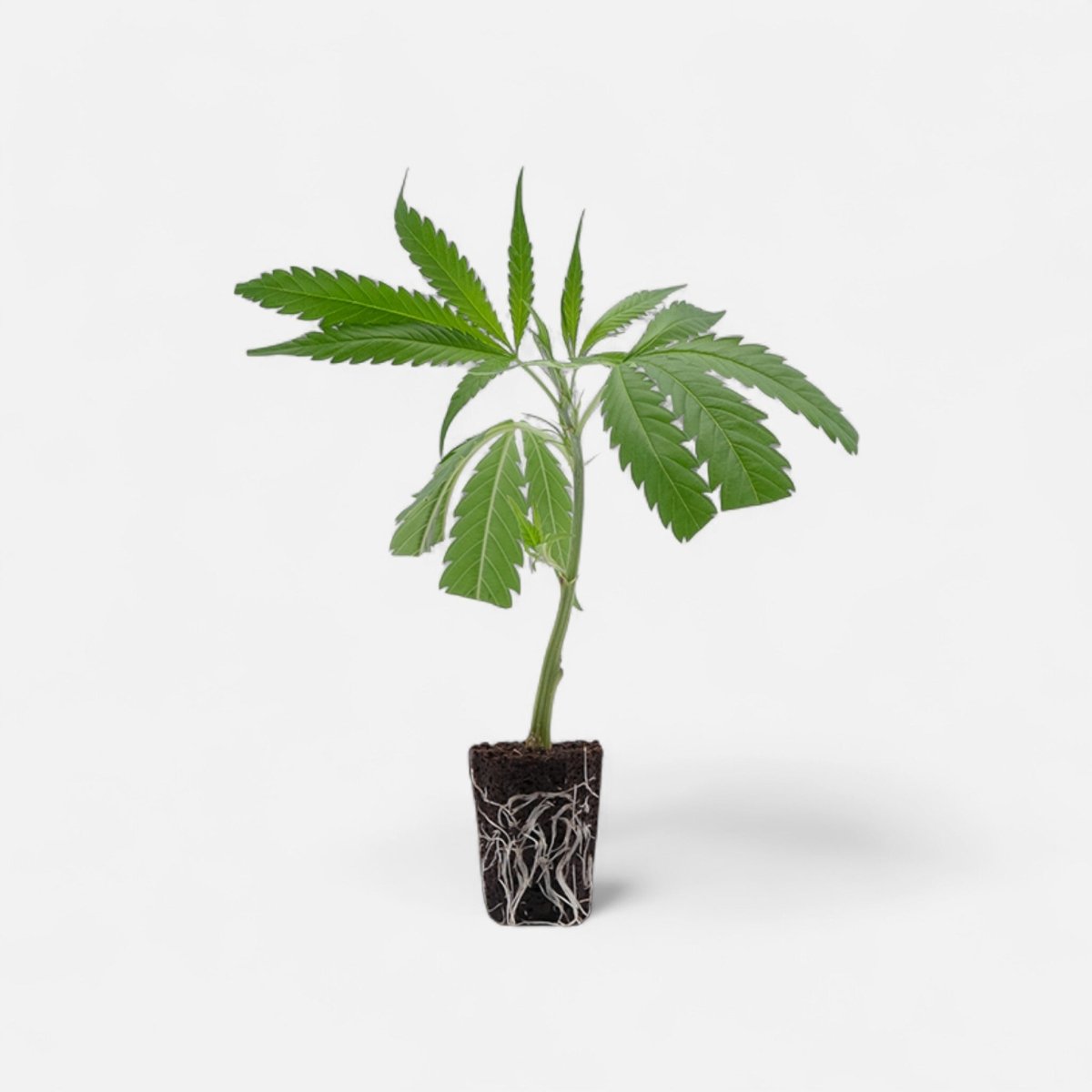 AK 47 Hanfpflanzen - Hanfify