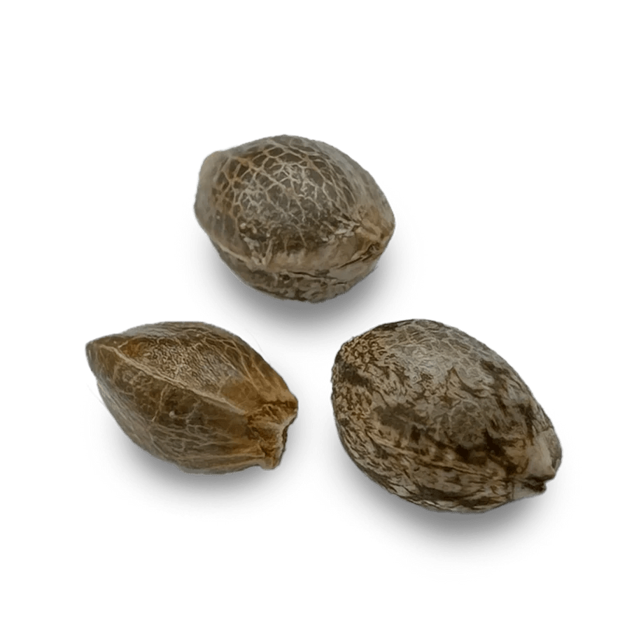 AK47 Samen Automatik Cannabissamen 1 Samen (+1 gratis) - Hanfify®