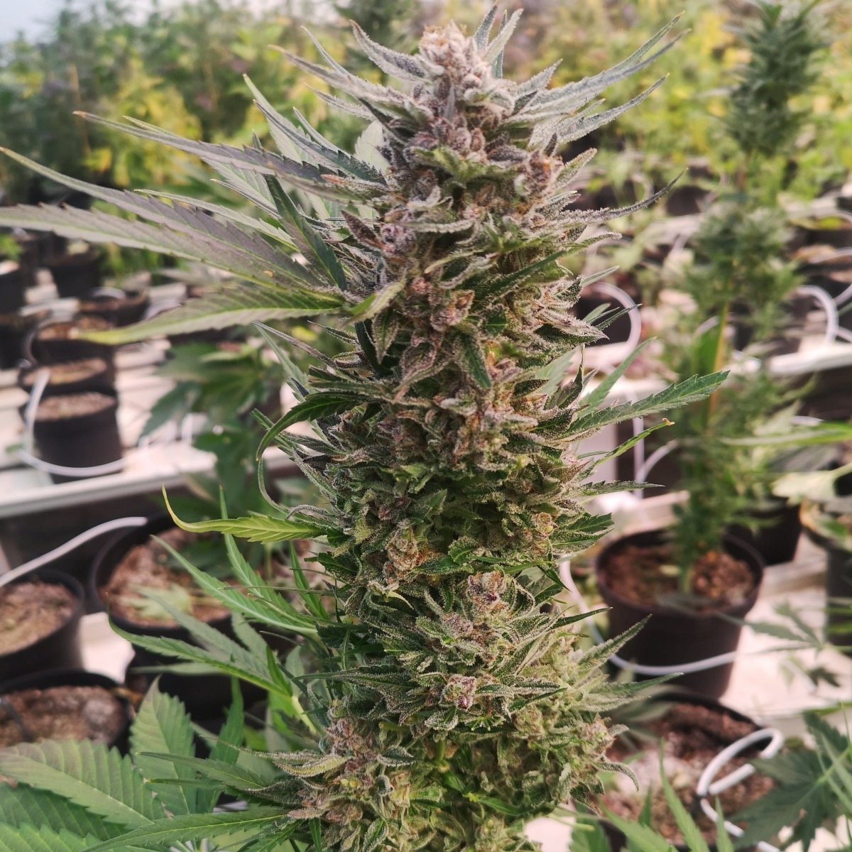 AK47 Samen Automatik - Cannabissamen - Hanfify®