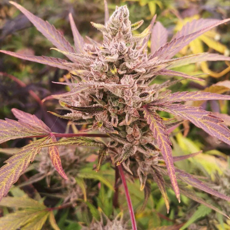 AK47 Samen Automatik - Cannabissamen - Hanfify®