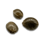 Amnesia CBD Samen Feminisiert Cannabissamen 1 Samen (+1 gratis) - Hanfify®