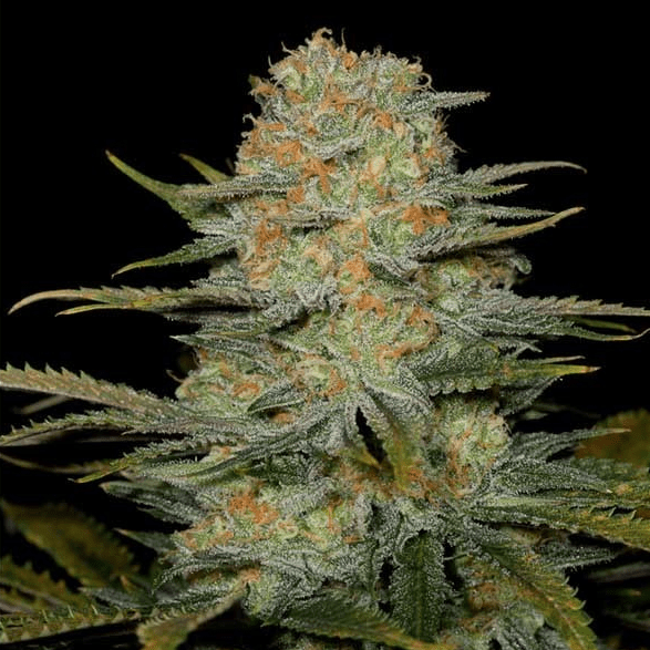 Amnesia CBD Samen Feminisiert - Cannabissamen - Hanfify®
