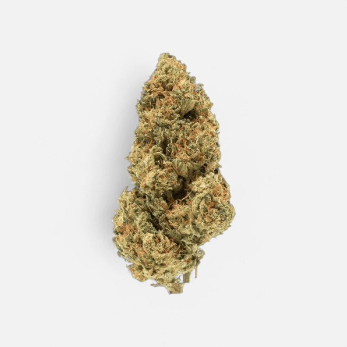 Amnesia Core Cut Hanfstecklinge - Hanfify