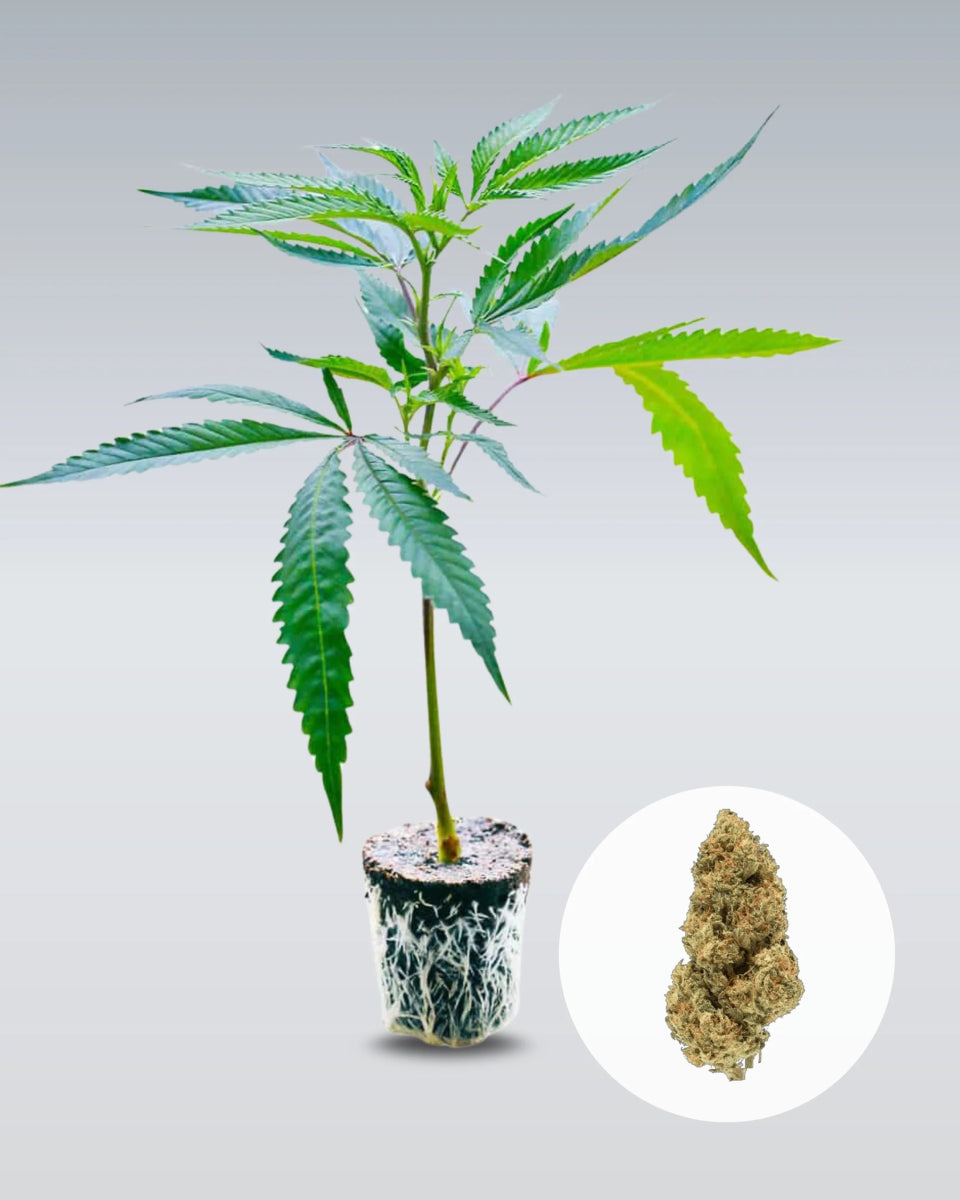 Amnesia Core Cut Hanfstecklinge - Hanfify