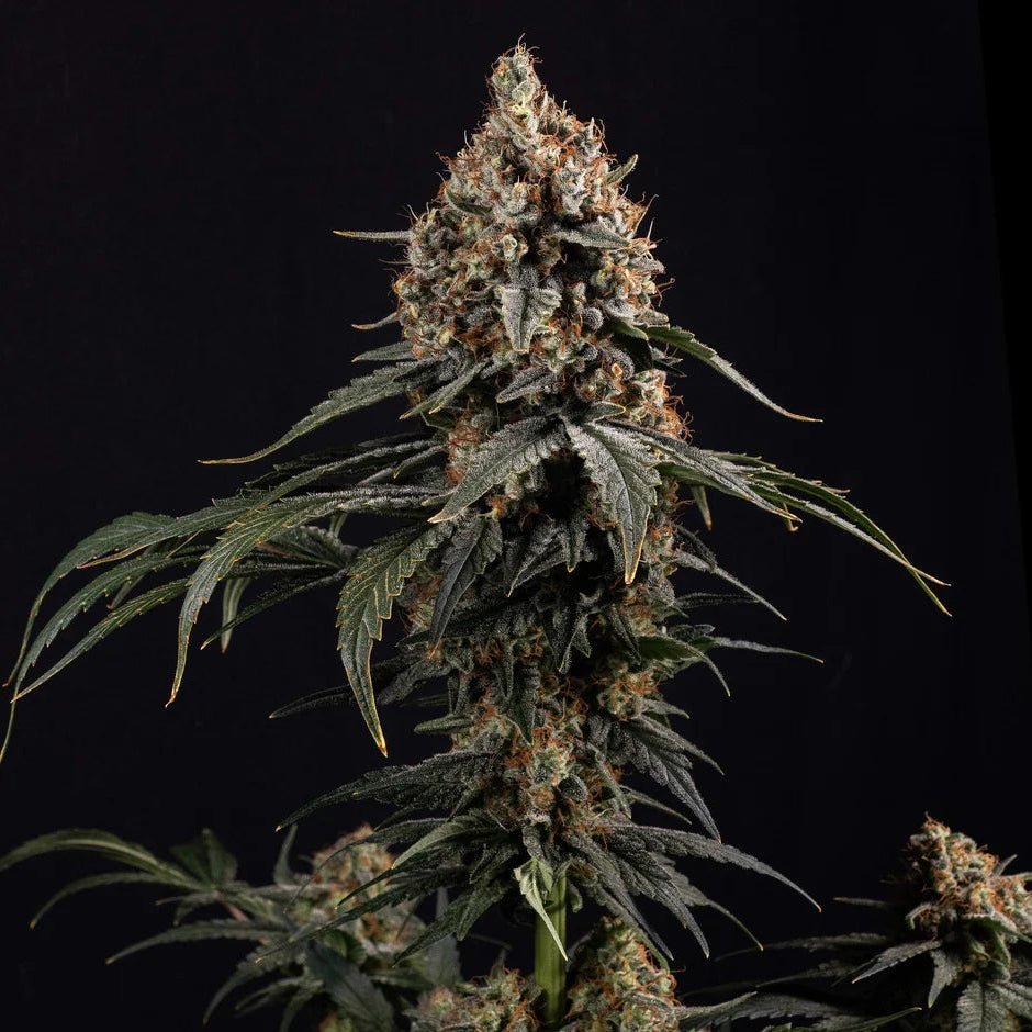 Amnesia Core Cut Stecklingteinwollewürfel - Hanfstecklinge - Hanfify®