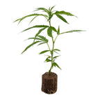 Amnesia Core Cut Stecklingteinwollewürfel Hanfpflanzen 1 Steckling - Hanfify®