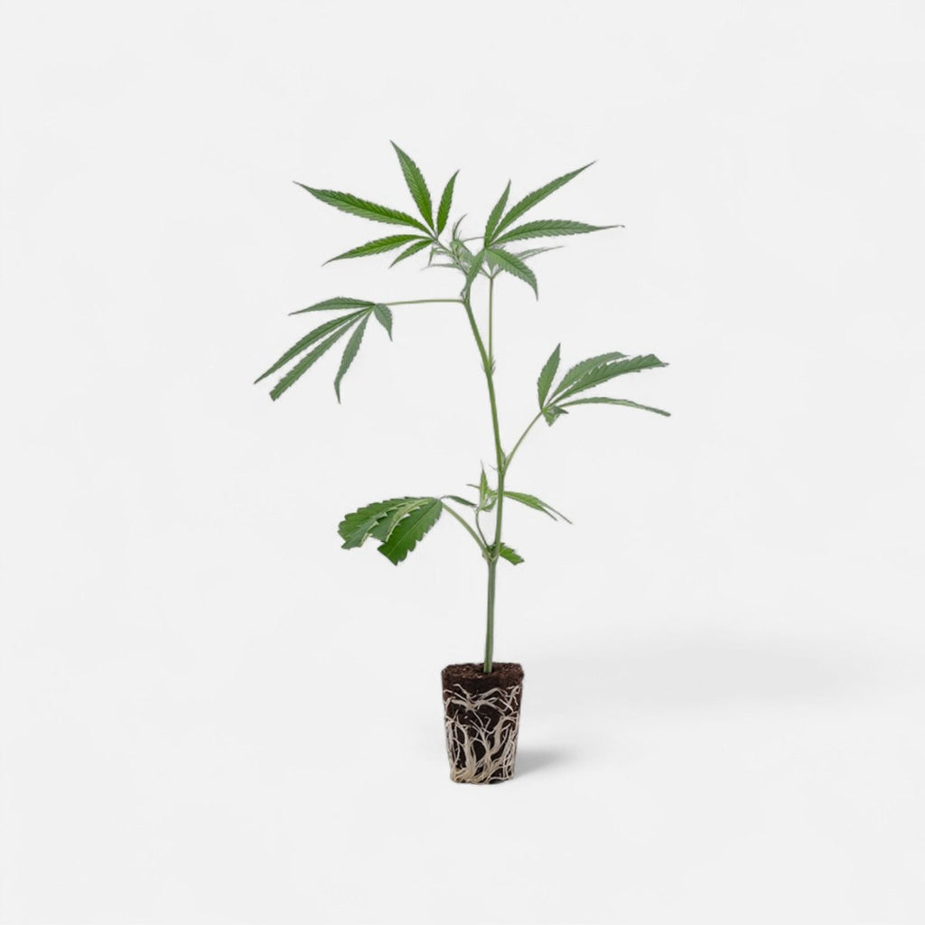 Amnesia Haze Hanfpflanzen - Hanfify