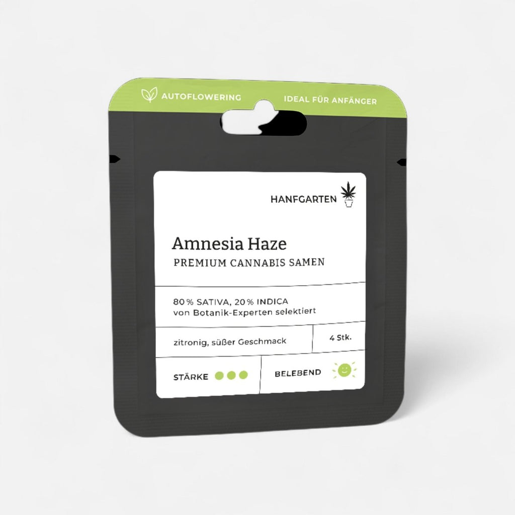 Amnesia Haze | Autoflowering - Cannabissamen - Hanfify®