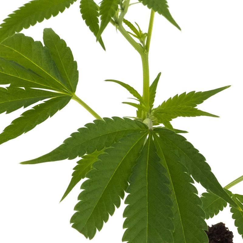 Amnesia Haze Core Cut Hanfpflanzen - Hanfify