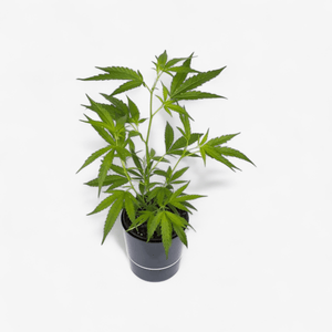 Amnesia Haze Core Cut Hanfpflanzen - Hanfify