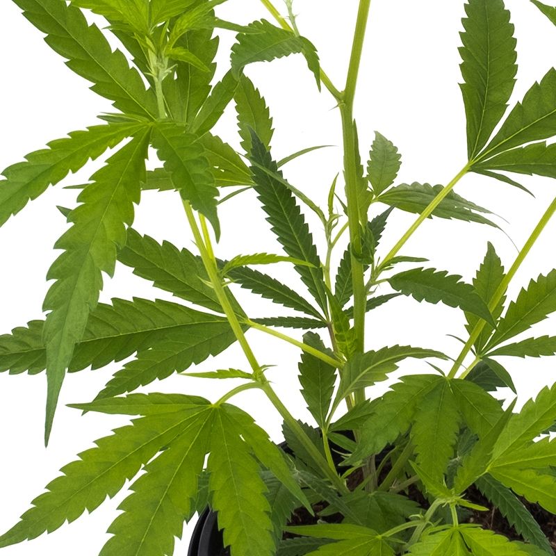 Amnesia Haze Core Cut Hanfpflanzen - Hanfify