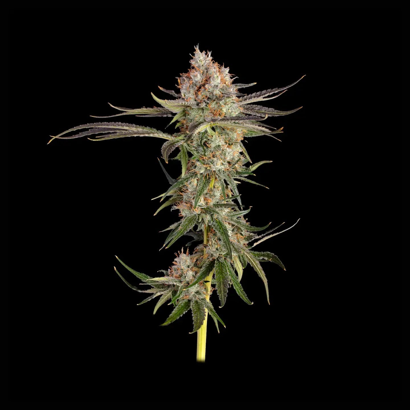 Amnesia Haze Samen Automatik Cannabissamen 3 Stück - Hanfify