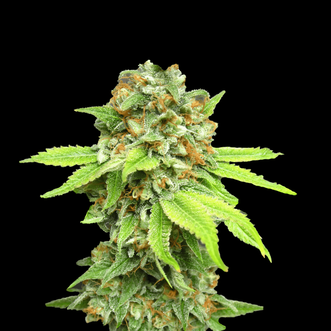 THC Cannabissamen