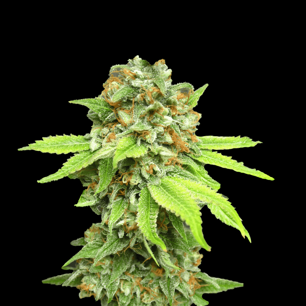Amnesia Haze Samen Feminisiert - Cannabissamen - Hanfify®