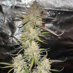 Amnesia Samen Automatik Cannabissamen 1 Samen - Hanfify®