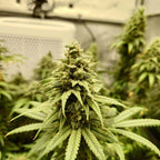 Amnesia Samen Automatik Cannabissamen 1 Samen - Hanfify®