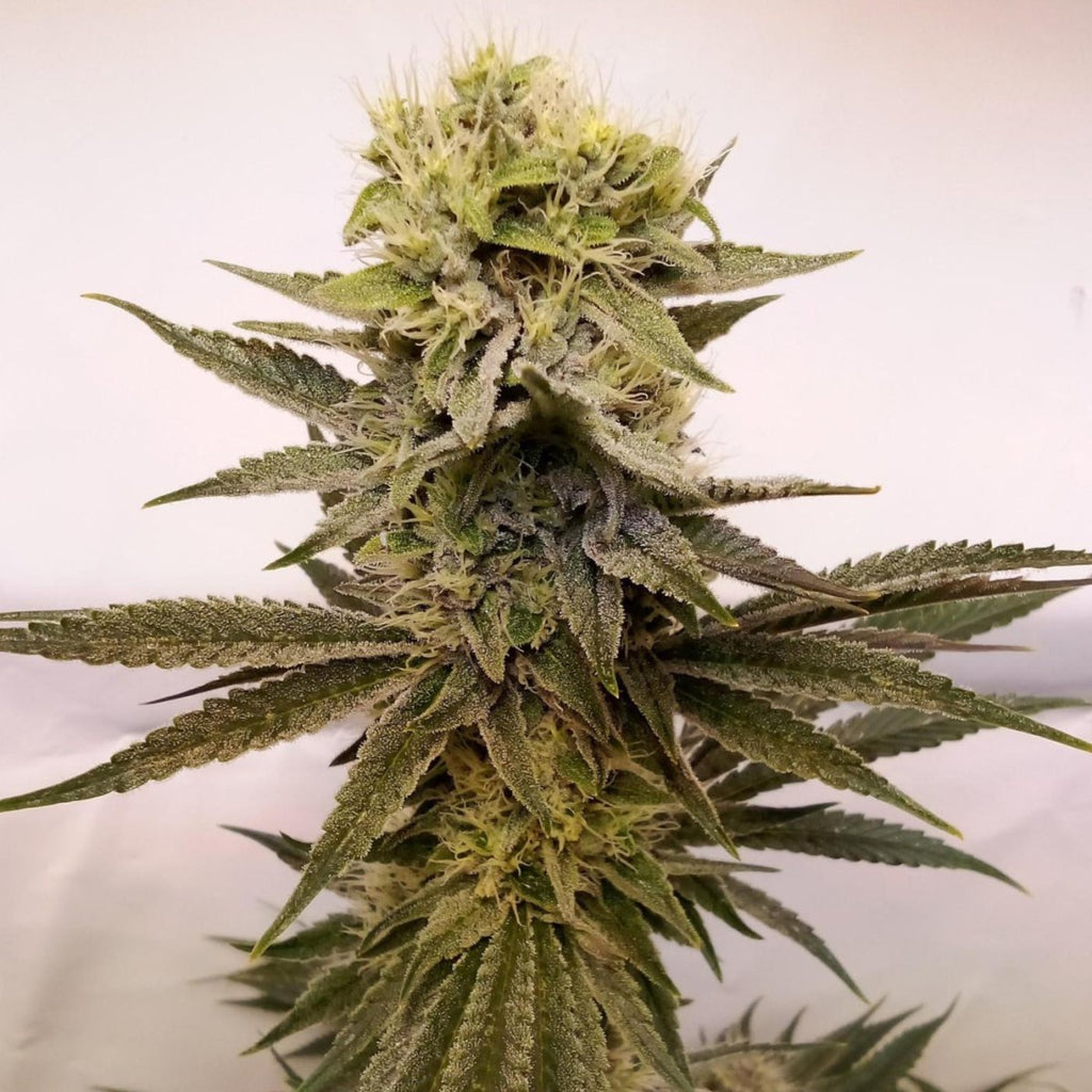 Amnesia Samen Automatik - Cannabissamen - Hanfify®