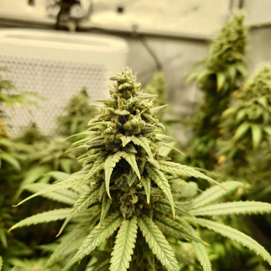 Amnesia Samen Automatik - Cannabissamen - Hanfify®