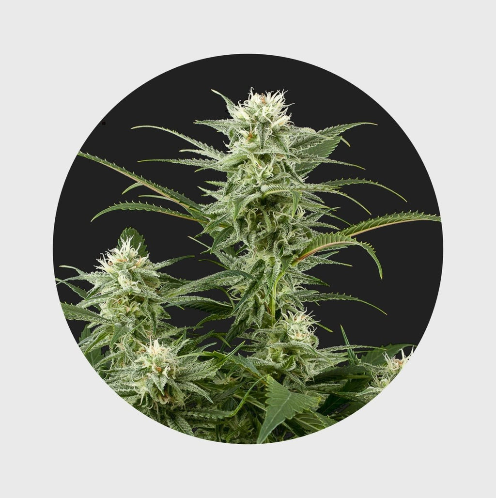 Amsterdams Finest Amnesia Haze 22% THC 🌱 full season Cannabissamen 3 Stück - Hanfify®