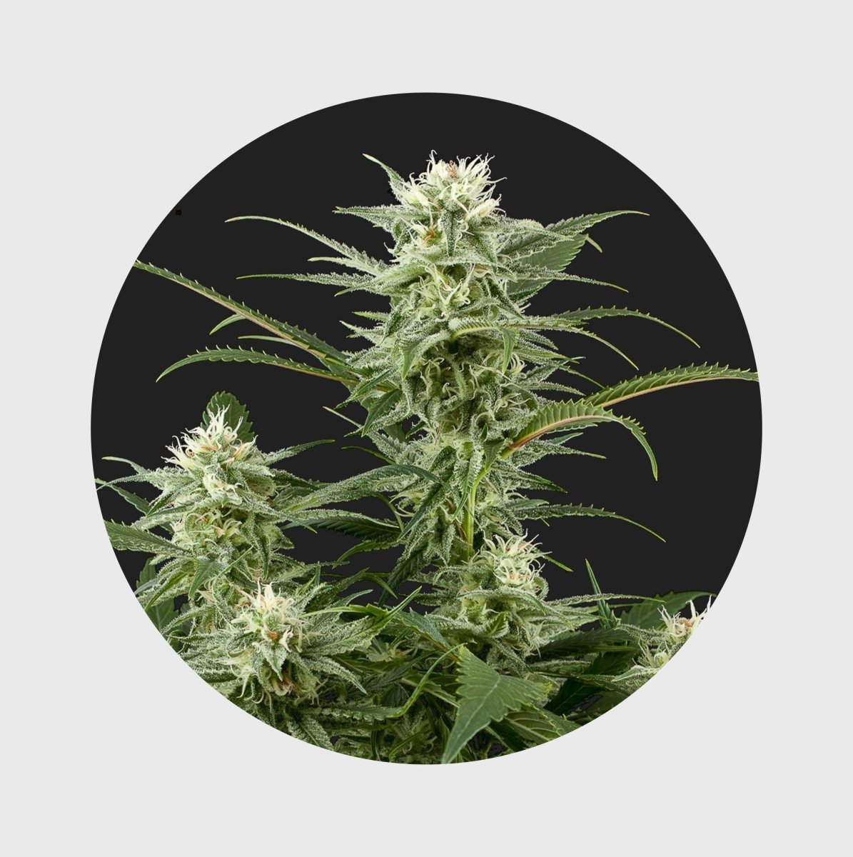 Amsterdams Finest Amnesia Haze 22% THC 🌱 full season Cannabissamen 3 Stück - Hanfify®