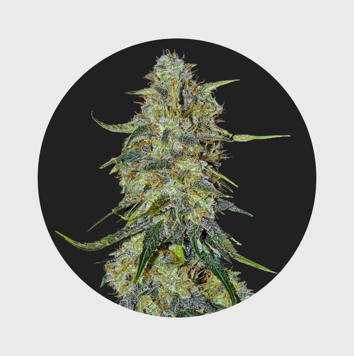 Amsterdams Finest Northern Lights 22% THC 🌱 auto flowering Cannabissamen 3 Stück - Hanfify®