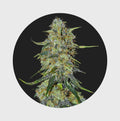 Amsterdams Finest Northern Lights 22% THC 🌱 auto flowering - Cannabissamen - Hanfify®