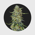 Amsterdams Finest Northern Lights 22% THC 🌱 auto flowering - Cannabissamen - Hanfify®