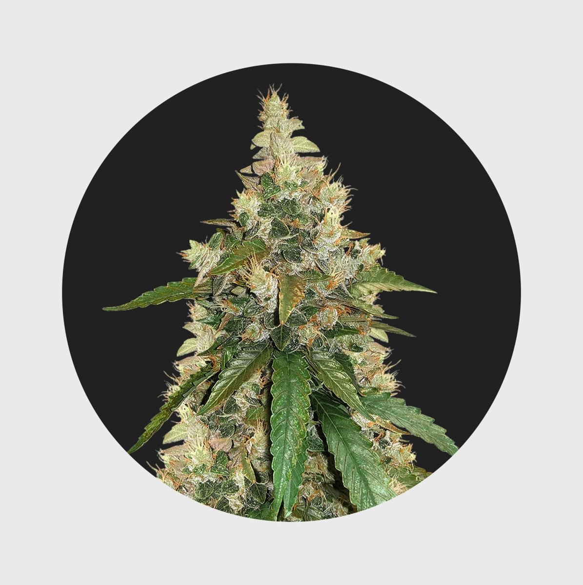 Amsterdams Finest Super Skunk 22% THC 🌱 auto flowering Cannabissamen 3 Stück - Hanfify®