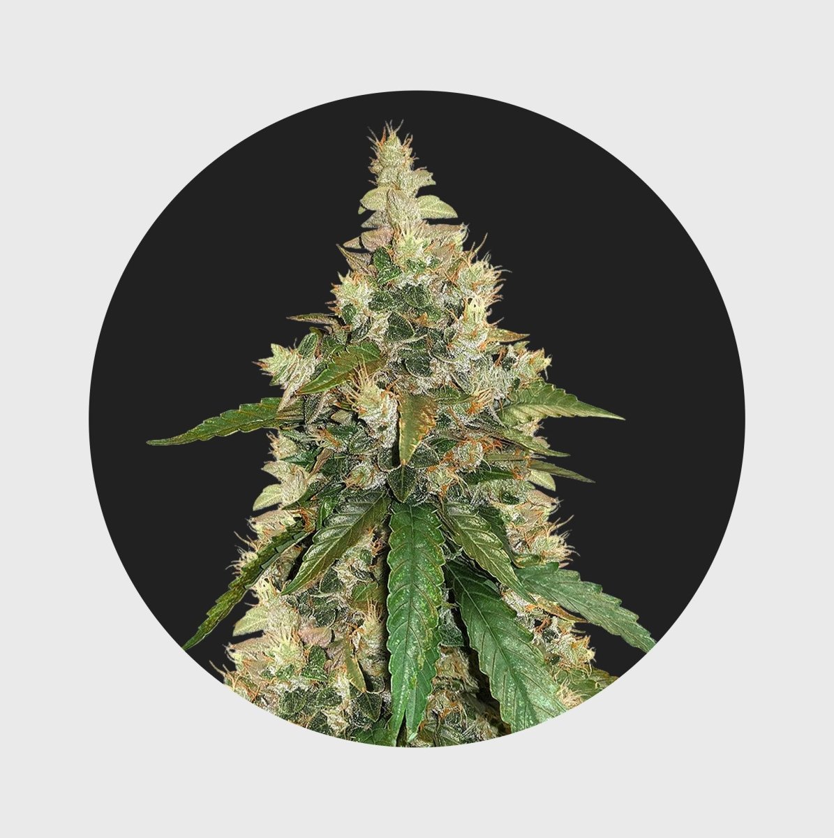 Amsterdams Finest Super Skunk 22% THC 🌱 auto flowering Cannabissamen 3 Stück - Hanfify®