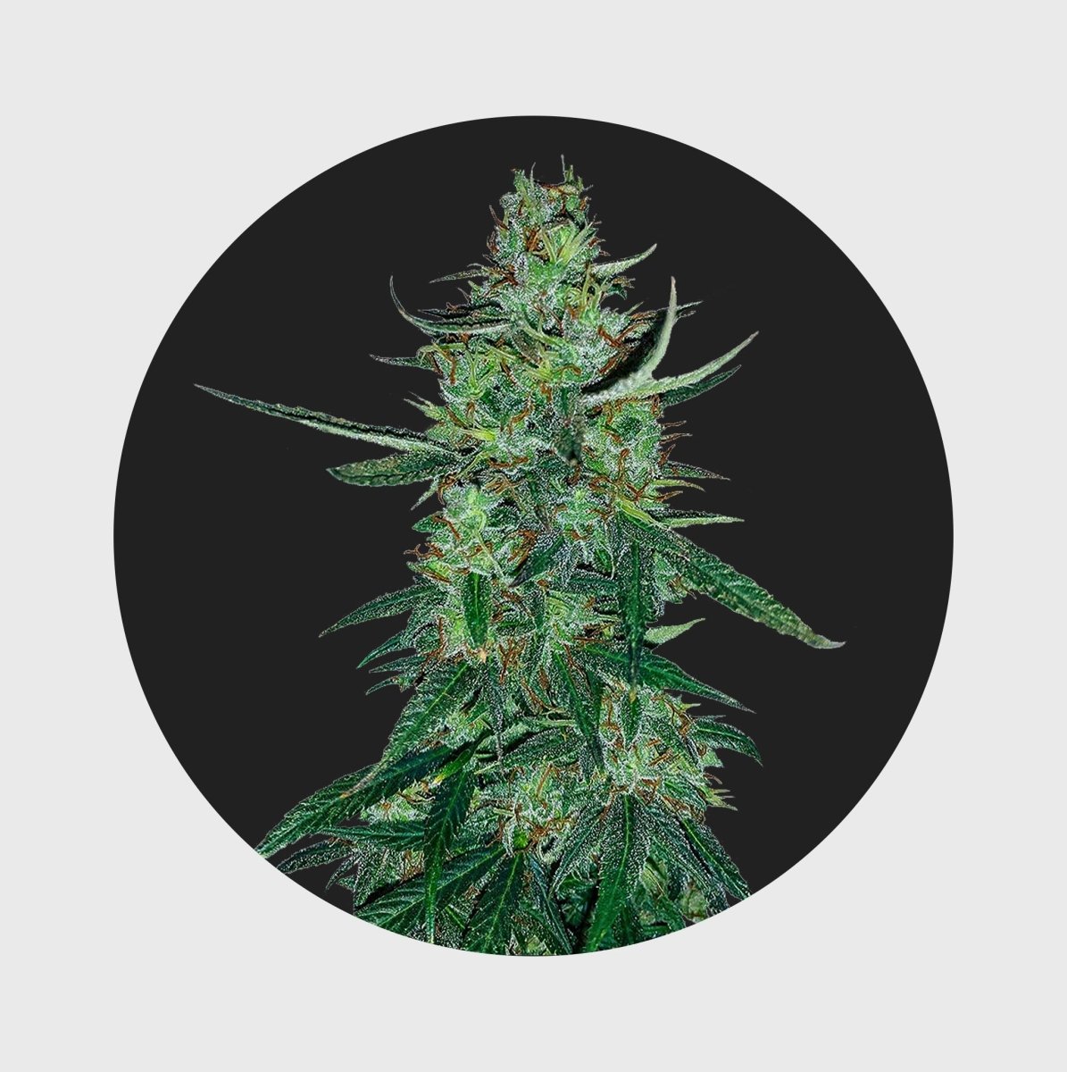 Amsterdams Finest White Widow 22,5% THC 🌱 auto flowering Cannabissamen 3 Stück - Hanfify®