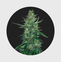 Amsterdams Finest White Widow 22,5% THC 🌱 auto flowering - Cannabissamen - Hanfify®