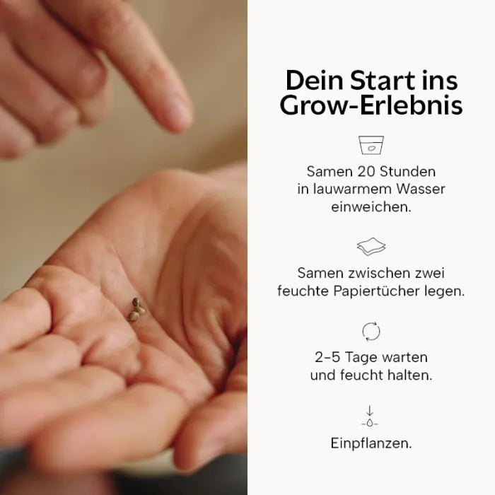 Animal Mints | Feminisiert Cannabissamen - Hanfify